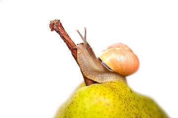 Image showing snail