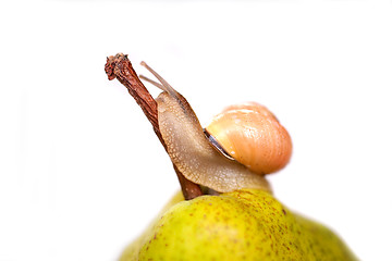 Image showing snail