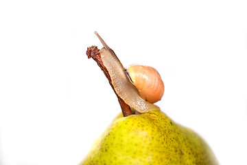 Image showing snail