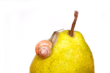 Image showing snail