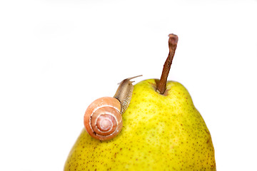 Image showing snail