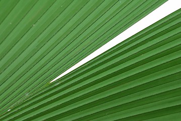 Image showing Mega Leaf