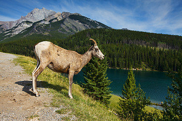 Image showing Big horn sheep