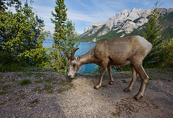 Image showing Rocky mountain big horn