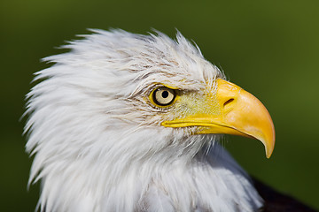 Image showing Eagle closeup