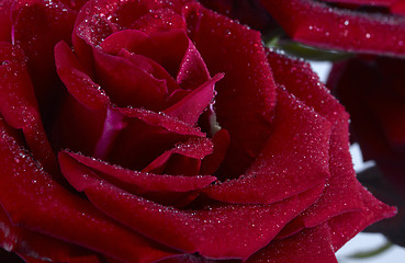 Image showing Rose close up