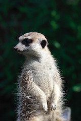 Image showing suricate portrait