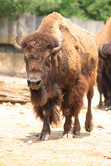 Image showing bison