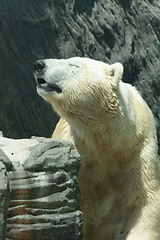 Image showing ice bear