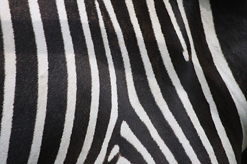 Image showing zebra texture