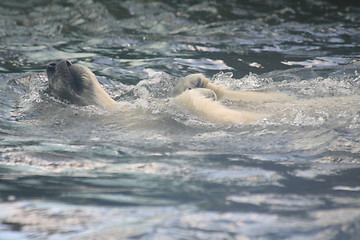 Image showing ice bear