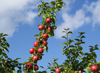 Image showing Red Apples On Tree