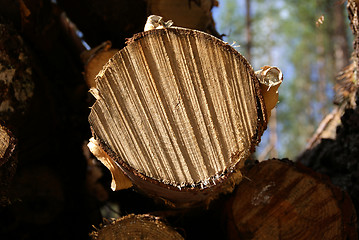 Image showing Birch Tree Cut