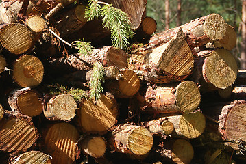 Image showing Wood Renewable Energy