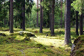 Image showing Spruce Forest