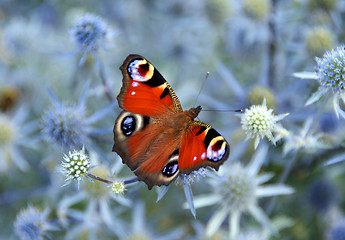 Image showing Peacock Butterfly