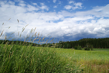 Image showing Summer Fields