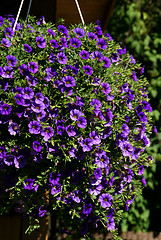 Image showing Purple Million Bells Hanging