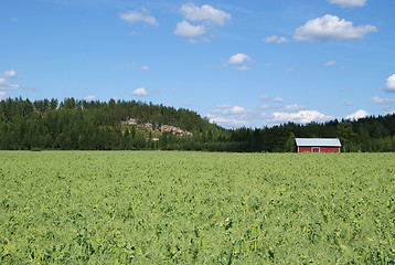 Image showing Pea Field