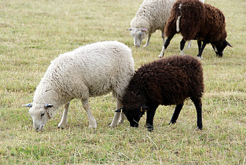 Image showing Black and White Sheep