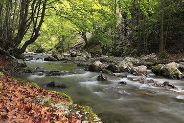 Image showing River in the forest