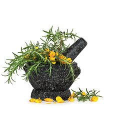 Image showing Rosemary Herb and Gorse Flowers