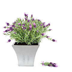 Image showing Lavender Herb  Plant