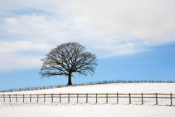 Image showing Oak Tree In Winter