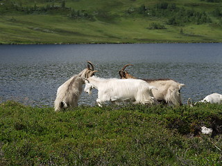 Image showing Goats