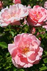 Image showing Pink Rose Flowers