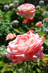 Image showing Pink Rose Flowers