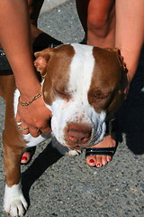 Image showing Pitbull Dog