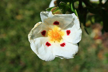 Image showing Primrose Flower