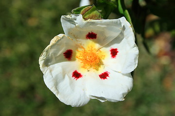 Image showing Primrose Flower