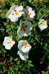 Image showing Primrose Flowers