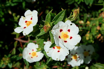 Image showing Primrose Flowers