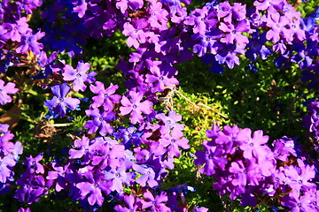 Image showing Purple Lantana Flowers