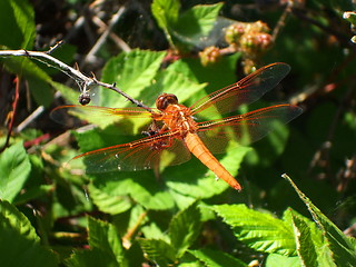 Image showing Red Dragonfly