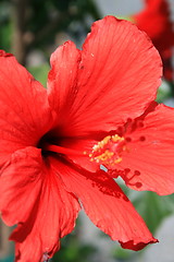 Image showing Red Hibiscus Flower