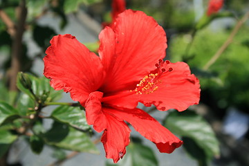 Image showing Red Hibiscus Flower