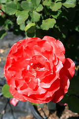 Image showing Red Rose Flower