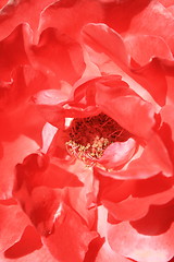 Image showing Red Rose Flower