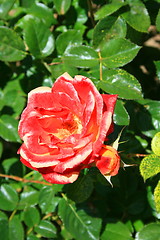 Image showing Red Rose Flower