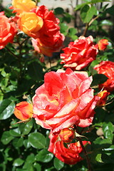 Image showing Red Rose Flowers