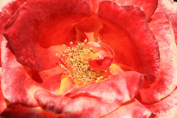 Image showing Red Rose Flower