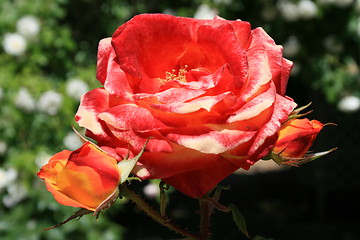 Image showing Red Rose Flower