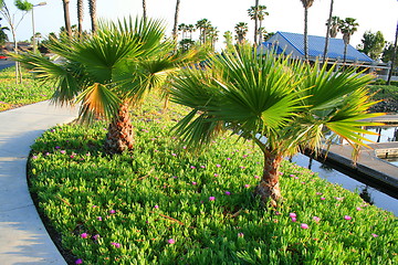 Image showing Small Palm Trees