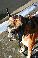 Image showing Soapy Boxer Dog