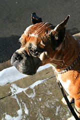 Image showing Soapy Boxer Dog