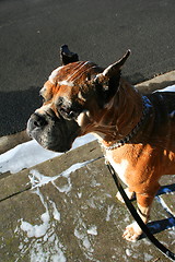 Image showing Soapy Boxer Dog